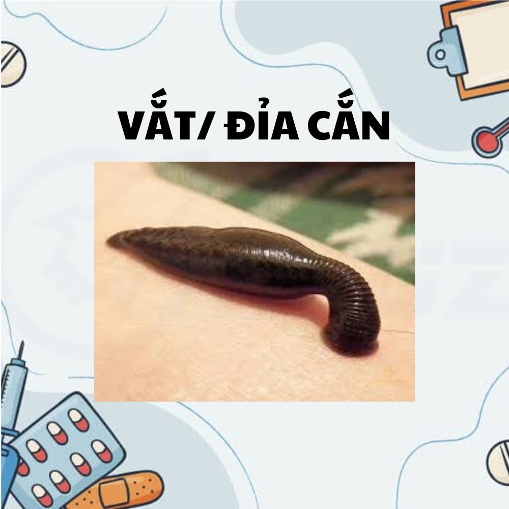 Cách Xử Lý Khi Bị Đỉa/Vắt Cắn